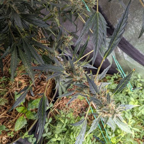 Girl Scout Cookies Auto growlog timeline photo