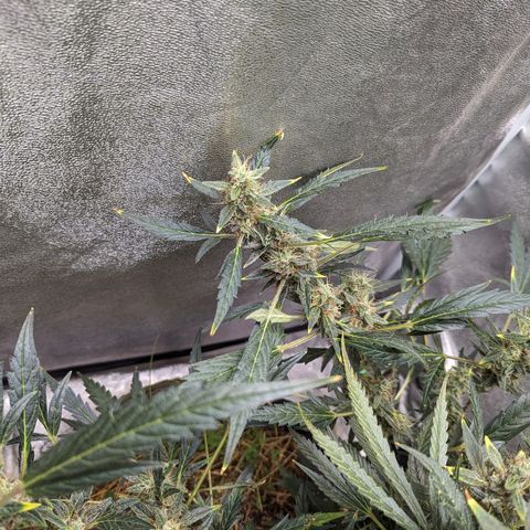 Girl Scout Cookies Auto growlog timeline photo