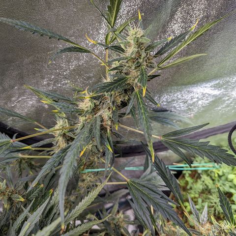 Girl Scout Cookies Auto growlog timeline photo