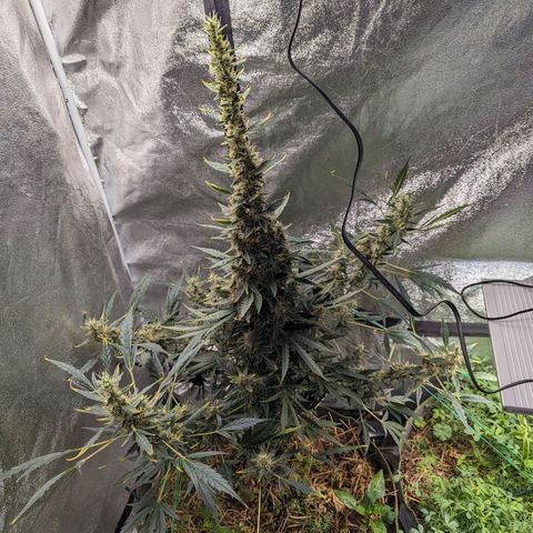 Girl Scout Cookies Auto growlog timeline photo