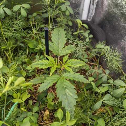 Purple Haze growlog timeline photo