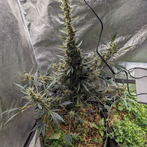 Girl Scout Cookies Auto growlog timeline photo