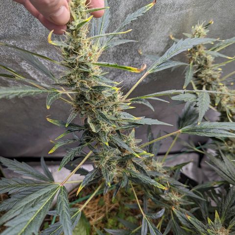 Girl Scout Cookies Auto growlog timeline photo