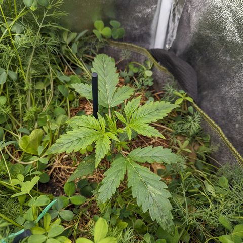 Purple Haze growlog timeline photo