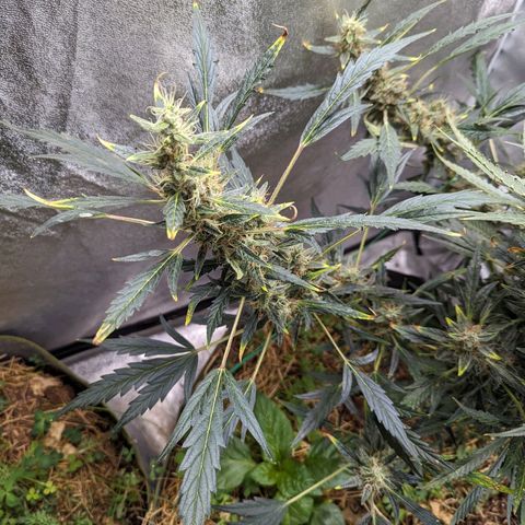 Girl Scout Cookies Auto growlog photo: Turning pistols 