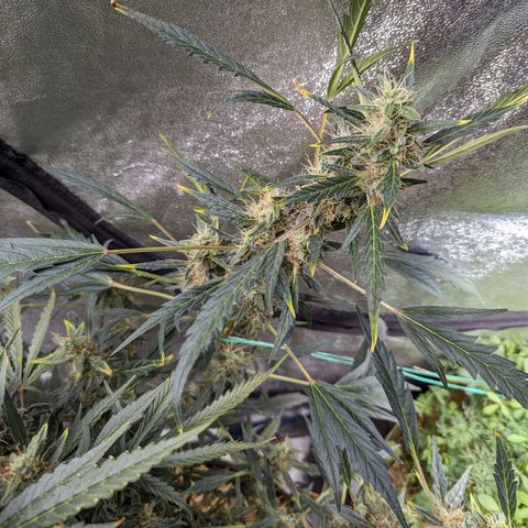 Girl Scout Cookies Auto growlog photo: Turning pistols 