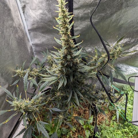 Girl Scout Cookies Auto growlog photo: Turning pistols 