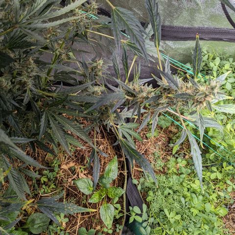 Girl Scout Cookies Auto growlog photo: Turning pistols 
