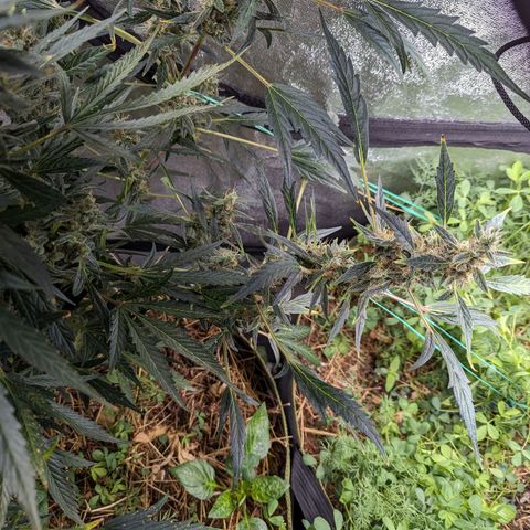 Girl Scout Cookies Auto growlog photo: Turning pistols 