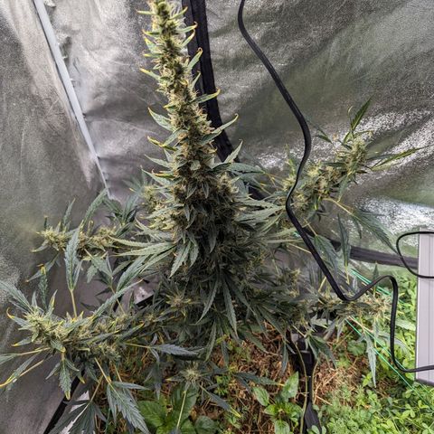 Girl Scout Cookies Auto growlog timeline photo