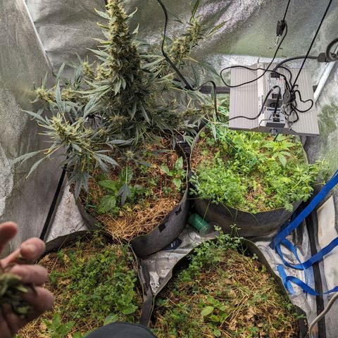 Girl Scout Cookies Auto growlog photo: Turning pistols 