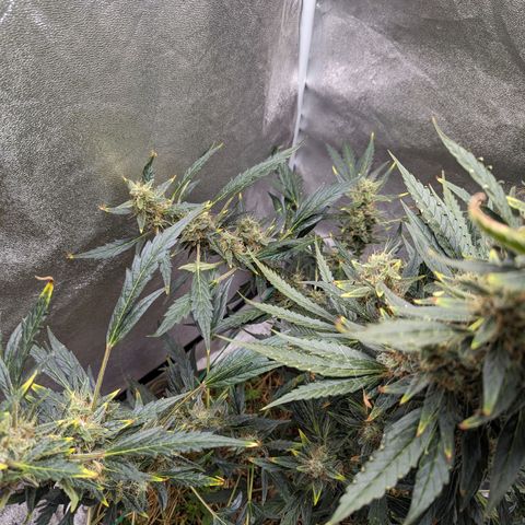 Girl Scout Cookies Auto growlog photo: Turning pistols 