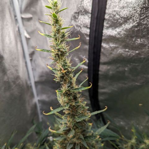 Girl Scout Cookies Auto growlog photo: Turning pistols 