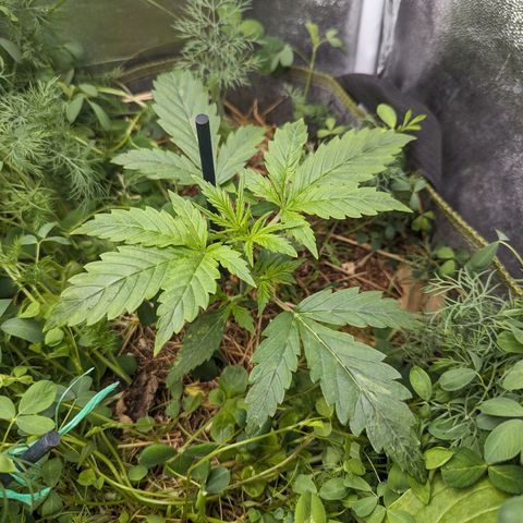 Purple Haze growlog timeline photo