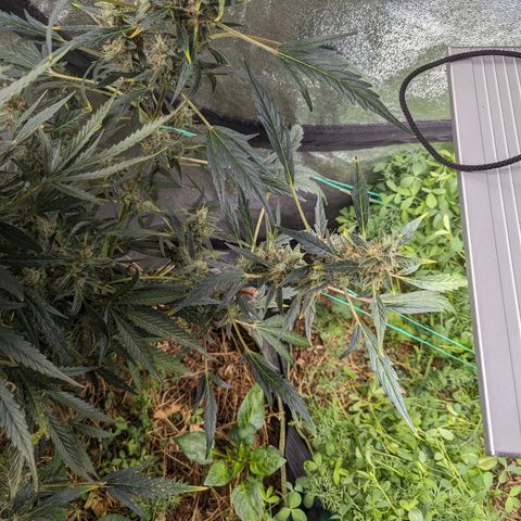 Girl Scout Cookies Auto growlog photo: Nothing for today
