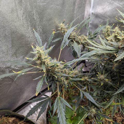 Girl Scout Cookies Auto growlog photo: Nothing for today