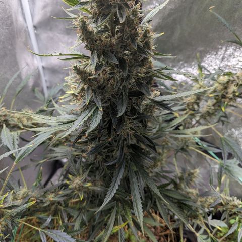 Girl Scout Cookies Auto growlog photo: Nothing for today