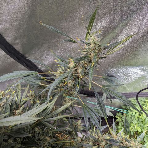 Girl Scout Cookies Auto growlog photo: Nothing for today