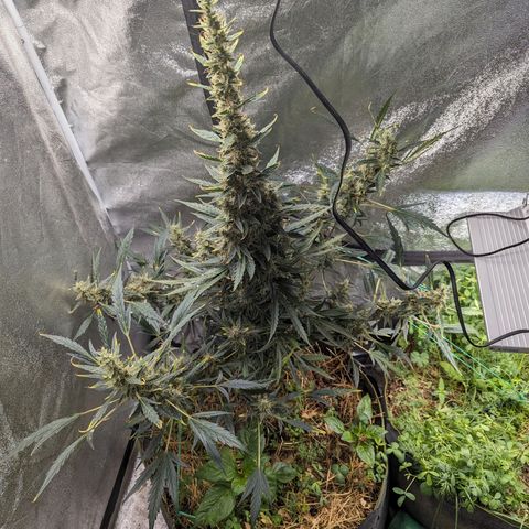 Girl Scout Cookies Auto growlog photo: Nothing for today