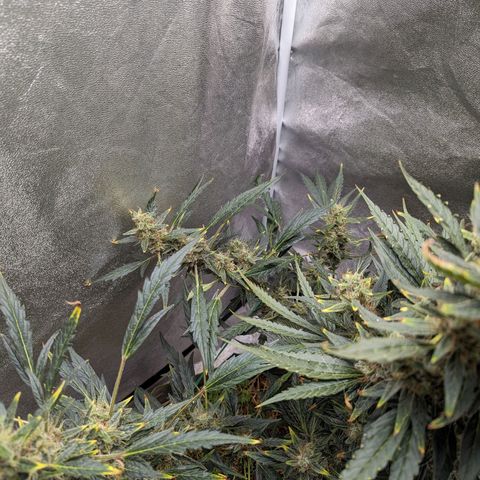 Girl Scout Cookies Auto growlog photo: Nothing for today
