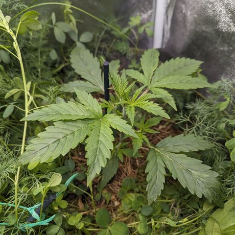 Purple Haze growlog timeline photo