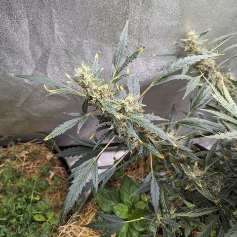 Girl Scout Cookies Auto growlog photo: Had to tie her up as she was leaning forward