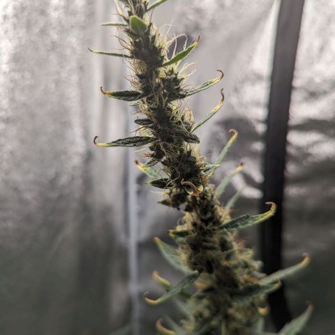 Girl Scout Cookies Auto growlog photo: Had to tie her up as she was leaning forward