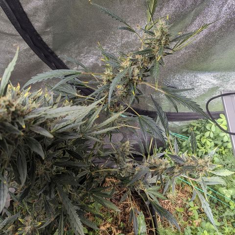 Girl Scout Cookies Auto growlog photo: Had to tie her up as she was leaning forward