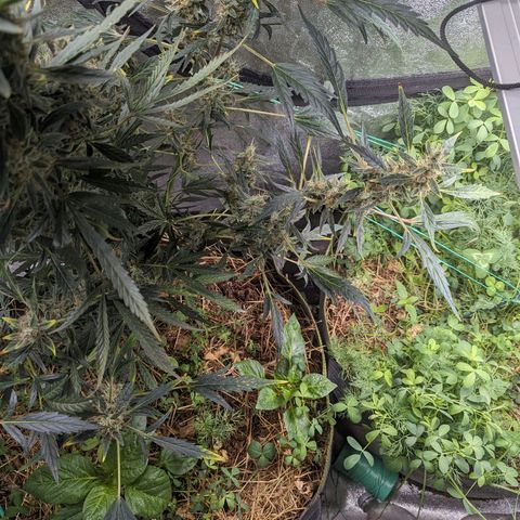 Girl Scout Cookies Auto growlog photo: Had to tie her up as she was leaning forward