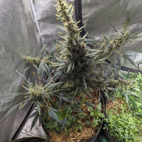 Girl Scout Cookies Auto growlog photo: Had to tie her up as she was leaning forward