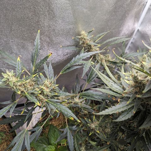 Girl Scout Cookies Auto growlog photo: Had to tie her up as she was leaning forward