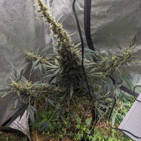 Girl Scout Cookies Auto growlog photo: Had to tie her up as she was leaning forward