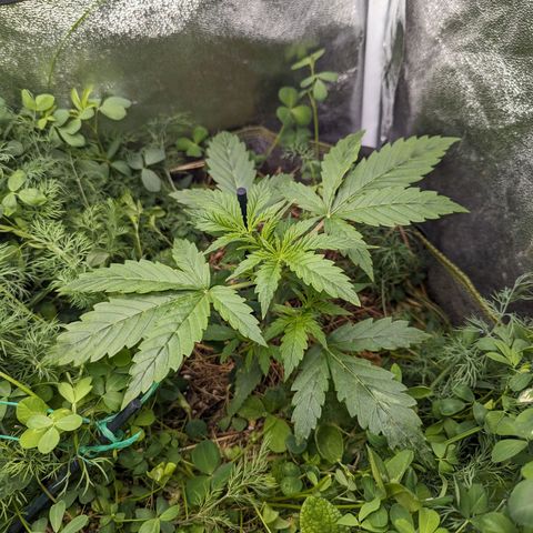Purple Haze growlog timeline photo