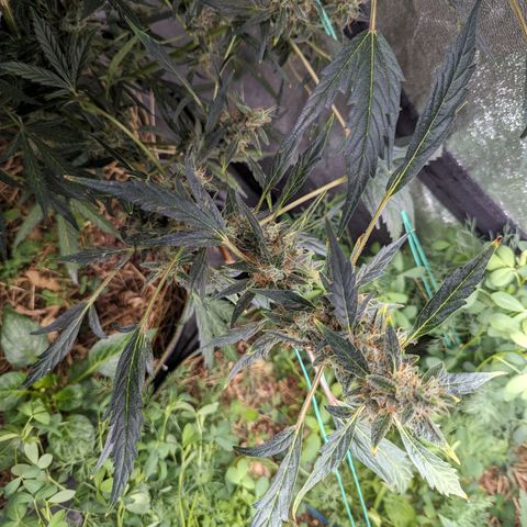 Girl Scout Cookies Auto growlog timeline photo