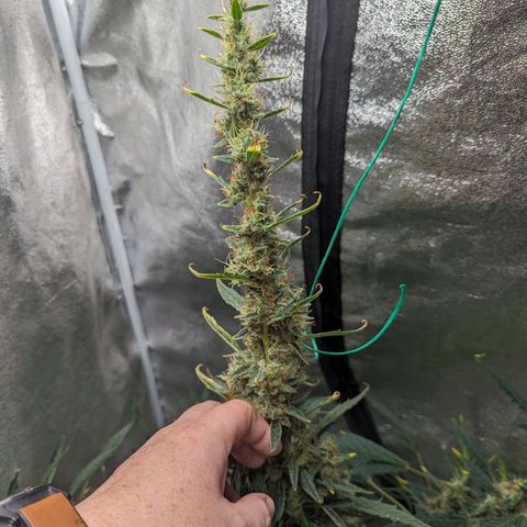 Girl Scout Cookies Auto growlog timeline photo