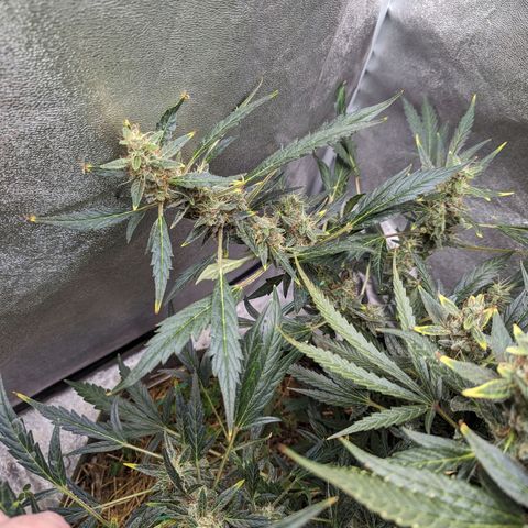 Girl Scout Cookies Auto growlog timeline photo