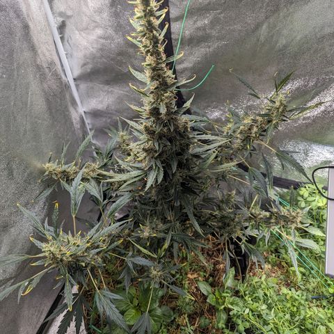 Girl Scout Cookies Auto growlog timeline photo