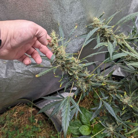 Girl Scout Cookies Auto growlog timeline photo