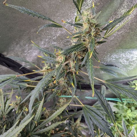 Girl Scout Cookies Auto growlog timeline photo