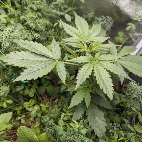 Purple Haze growlog timeline photo
