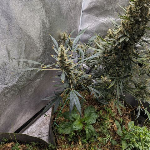 Girl Scout Cookies Auto growlog timeline photo