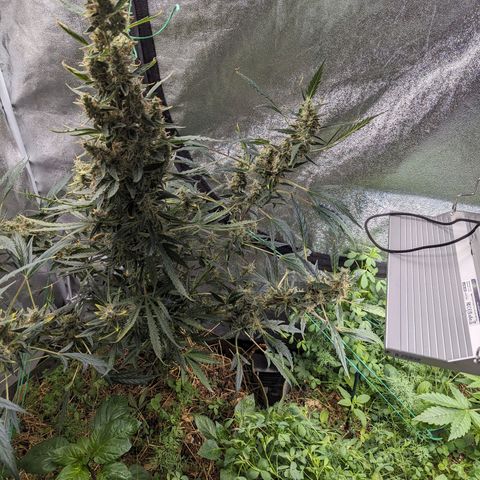 Girl Scout Cookies Auto growlog timeline photo