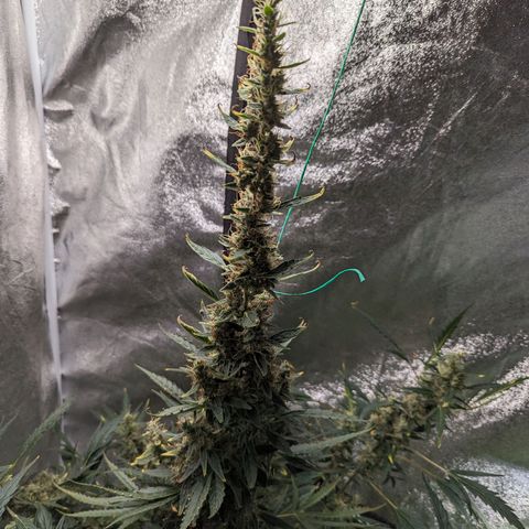 Girl Scout Cookies Auto growlog timeline photo