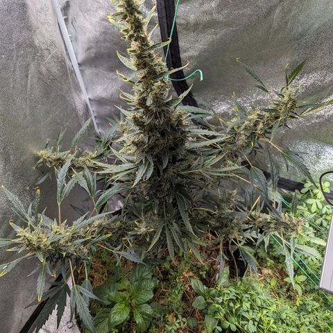 Girl Scout Cookies Auto growlog timeline photo