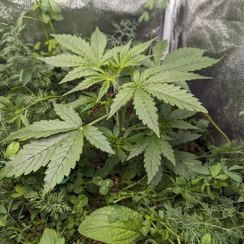 Purple Haze growlog timeline photo