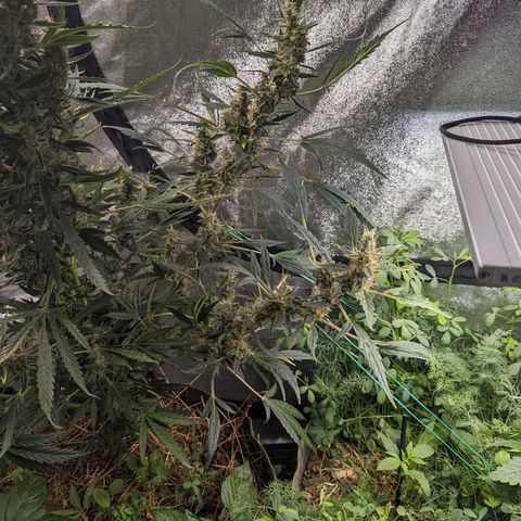 Girl Scout Cookies Auto growlog timeline photo
