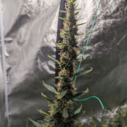 Girl Scout Cookies Auto growlog timeline photo