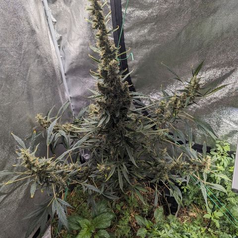 Girl Scout Cookies Auto growlog timeline photo