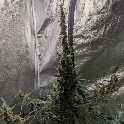 Girl Scout Cookies Auto growlog timeline photo