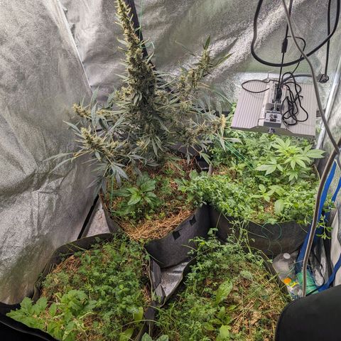 Girl Scout Cookies Auto growlog timeline photo